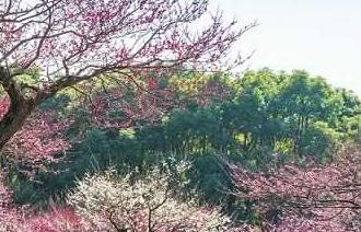 徐州市春季賞花去哪里 推薦徐州市春季賞花好去處