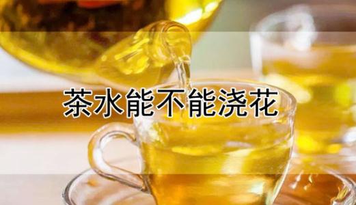 茶葉的水可以澆花嘛嗎 茶葉的水能不能澆花