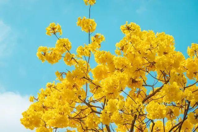 廣州風(fēng)鈴花開(kāi)啦!15天花期，一起去賞花吧