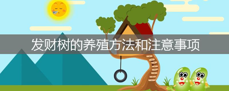 發(fā)財樹的養(yǎng)殖方法和注意事項