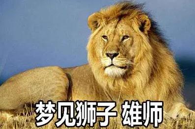 夢見獅子 雄師是什么意思,好不好,預(yù)示著什么