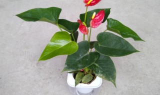 紅掌花適合在室內(nèi)養(yǎng)嗎 紅掌花可以在室內(nèi)養(yǎng)嗎
