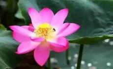 圓明園幸存的古蓮開(kāi)花了，讓我們一起見(jiàn)證百年古蓮的煥然新生!