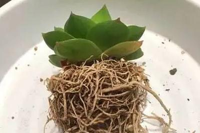 新買回來(lái)的多肉苗子怎么修根 剛買回來(lái)的多肉如何修根