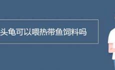 黃頭龜可以喂熱帶魚(yú)飼料嗎