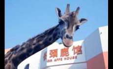 武漢動物園要門票嗎？武漢動物園門票多錢？