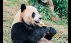 丫丫是什么動物，丫丫是什么動物呢?