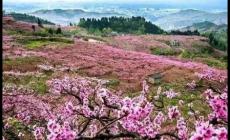 2024成都青白江龍門桃花季活動(dòng)最新消息（時(shí)間、地點(diǎn)、活動(dòng)內(nèi)容）