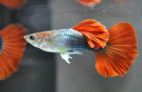 孔雀魚(yú)可以和什么魚(yú)一起混養(yǎng)