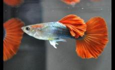 孔雀魚(yú)可以和什么魚(yú)一起混養(yǎng)