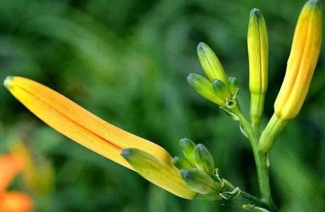 冷知識分享：為什么說忘憂草其實(shí)是黃花菜