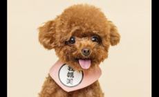 第一個(gè)字是狗的四字成語(yǔ)盤點(diǎn)（狗開頭成語(yǔ)大全100個(gè)）