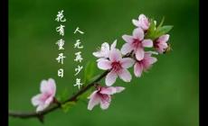 花下少年應(yīng)笑我是什么意思？作者及下一句
