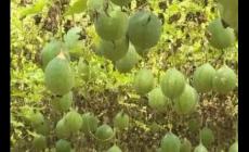 瓜蔞種1畝需要多少錢？種植該中藥材回報(bào)潛力如何？