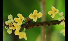 用莫非造句子三年級(jí)簡(jiǎn)短（精選36句）