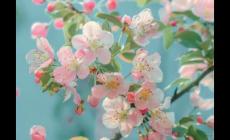 海棠花期多長(zhǎng)時(shí)間 - 海棠花(薔薇科蘋果屬植物)