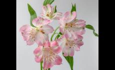 六色花又叫什么花 六個(gè)瓣的花是什么花