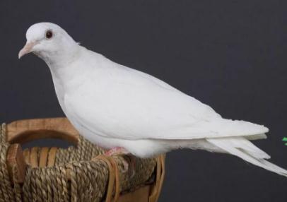 白斑鳩是國(guó)家保護(hù)動(dòng)物嗎_白斑鳩是不是保護(hù)動(dòng)物