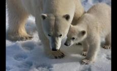 動(dòng)物為什么要冬眠_(dá)動(dòng)物為什么要冬眠簡(jiǎn)單答案