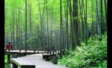 微信運(yùn)動(dòng)怎么看對(duì)方運(yùn)動(dòng)軌跡和步數(shù)(微信運(yùn)動(dòng)怎么看對(duì)方運(yùn)動(dòng)軌跡)